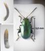 Chaetocnema chlorophana